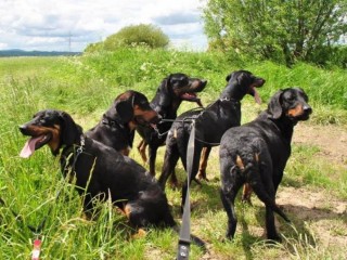 Reproduktory rasy GOŃCZY POLSKI, ZKwP - użytkowe, zapraszają suczki
